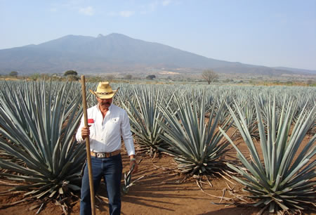 Blue agave farmer in Tequila, Mexico